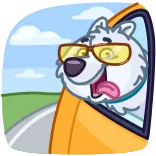 🚗 개, 선글라스, 차, 여행, 애완동물, 동물 whatsapp sticker