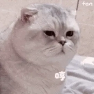 🐱 哼 chat, mignon, animal, mème, grincheux, scottish fold, animal de compagnie whatsapp sticker