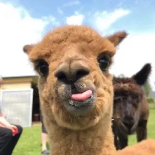 😛 alpaka, zwierzę, słodkie, język, śmieszne, lama telegram sticker