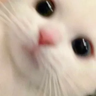 🥤 고양이, 귀여운, 동물, 애완동물, 흰 고양이, 새끼 고양이 telegram sticker