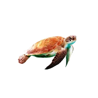 🌟 Schildkröte, Meeresschildkröte, Tier, Reptil, Meer, Natur, Wildtiere telegram sticker