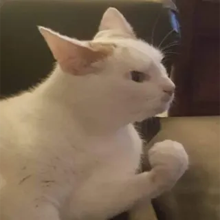 😤 gatto, animale, animale domestico, gatto bianco, gatto domestico, felino telegram sticker