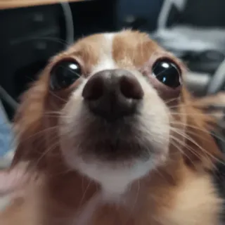 😳 собака, чихуахуа, питомец, животное, милый, портрет telegram sticker