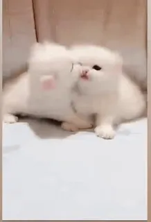 🐱 cat, kitten, white, fluffy, animal, pet, cute telegram sticker