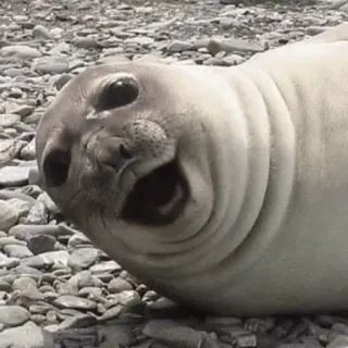 😛 Seehund, Tier, Wildtier, Säugetier, Meerestier, Strand, Felsen, süß telegram sticker