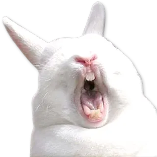 😴 кролик, заяц, животное, млекопитающее, милый, белый telegram sticker