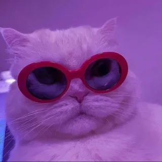 😎 猫, サングラス, ペット, 動物, 可愛い telegram sticker