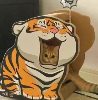 🦁 고양이, 호랑이, 애완동물, 동물, 귀여운, 고양이과 telegram sticker
