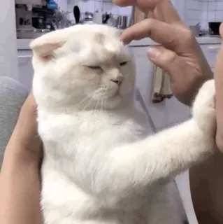 😏 кот, домашнее животное, животное, белый кот, домашний кот, кошачий telegram sticker