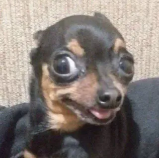 🙃 perro, divertido, chihuahua, animal, mascota, lindo telegram sticker