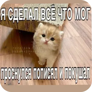 🐱 Я СДЕЛАЛ ВСЁ ЧТО МОГ ПРОСНУЛСЯ ПОПИСЯЛ И ПОКУШАЛ whatsapp sticker