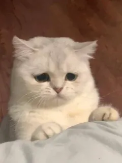 🌟 gato, triste, gatinho, branco, animal, animal de estimação, fofo telegram sticker