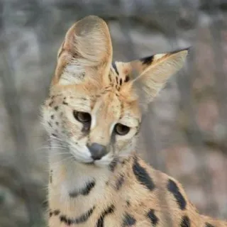 😞 Serval, Katze, Tier, Wildkatze, Säugetier, Wildtiere whatsapp sticker