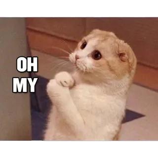 😄 OH MY gato, lindo, sorprendido, gatito, meme telegram sticker