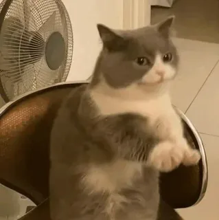 😏 chat, animal, mème, assis, gris et blanc, chat domestique, drôle whatsapp sticker