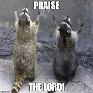 🙌 PRAISE
THE LORD! mapache, alabanza, religión, señor whatsapp sticker