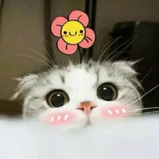 🐱 gato, flor, fofo, gatinho, animal, adesivo telegram sticker