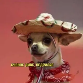 🙋 БУЭНОС ДИАС, ПЕДРИЛАС dog, sombrero, mexican, chihuahua, bandana telegram sticker