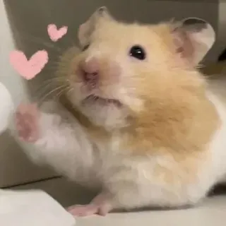 😍 hamster, mignon, animal, rongeur, animal de compagnie, coeurs telegram sticker