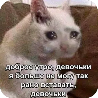 🫥 crying cat доброе утро, девочки я больше не могу так рано вставать, девочки telegram sticker