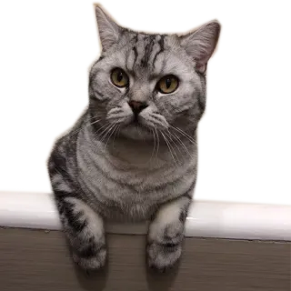 🐱 kucing, binatang, hewan peliharaan, hewan domestik, mamalia telegram sticker
