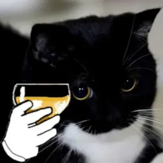 🍻 cat, drinking, wine, tuxedo cat, party whatsapp sticker