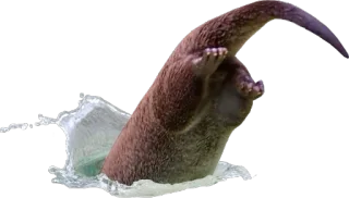 ↙ wydra, zwierzę, woda, pływanie, słodki, ssak telegram sticker