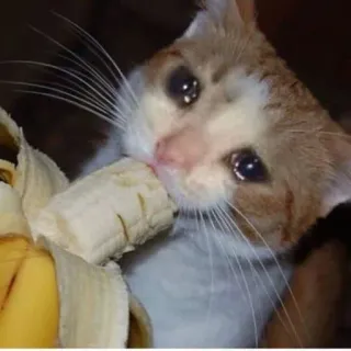 😩 gato, plátano, triste, animal, lindo telegram sticker