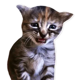 😢 cat, kitten, cute, animal, pet telegram sticker
