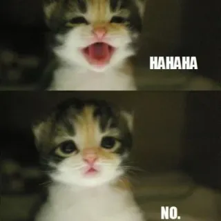 😑 HAHAHA NO. gatinho, gato, meme, haha, não, engraçado, rindo, bobo telegram sticker