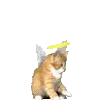 🐱