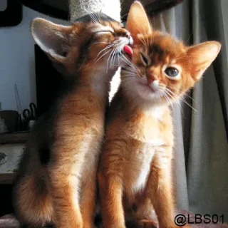 😝 @LBS01 cats, kittens, grooming, affection, cute, animals, pet, abyssinian whatsapp sticker