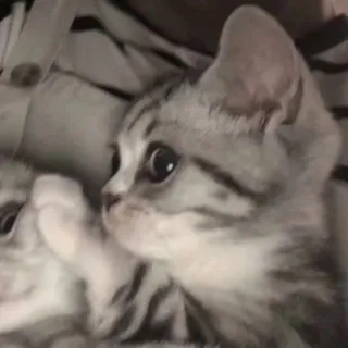 🐱 gato, gatinho, animal, animal de estimação, fofo, felino, gato doméstico, malhado telegram sticker