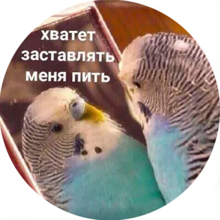 🤢 хватит заставлять меня пить vogel, spiegel, papegaai, drinken telegram sticker
