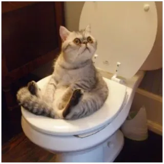 😒 Katze, Toilette, Tier, Haustier, Badezimmer telegram sticker