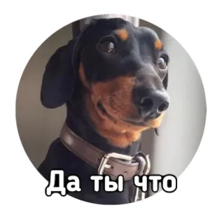 😏 Да ты что dog, cute, animal, pet, meme whatsapp sticker