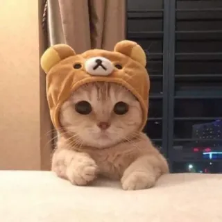 🤨 кот, котенок, милый, животное, питомец, шляпа, Рилаккума telegram sticker