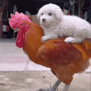 🌟 puppy, dog, chicken, animal, friendship, rooster, cute, pet telegram sticker