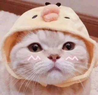 🐥 猫, かわいい, 動物, 子猫, カワイイ, ひよこ telegram sticker
