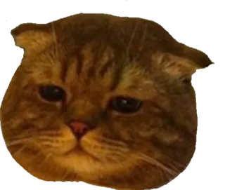 😔 gato, triste, animal, mascota, gatito, lindo, meme telegram sticker