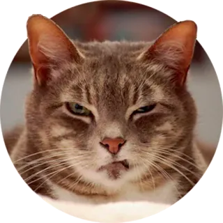😏 cat, animal, pet, grumpy, meme, funny, expression, attitude telegram sticker