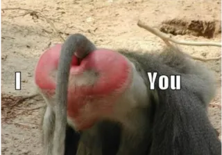 😘 I You scimmia, animale, sedere whatsapp sticker