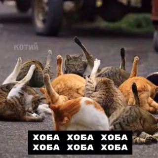 😺 котий
ХОБА ХОБА ХОБА
ХОБА ХОБА ХОБА mèo, hài hước, meme, động vật telegram sticker