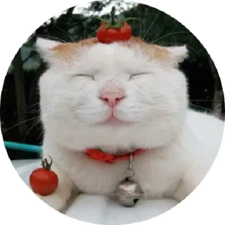 😝 chat, tomate, animal, mignon, animal de compagnie telegram sticker