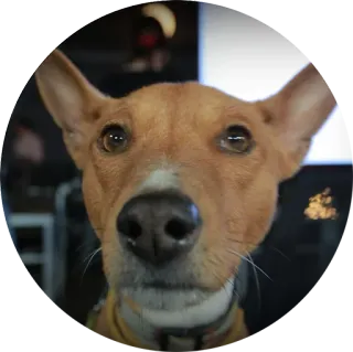 😉 cão, animal de estimação, animal, basenji telegram sticker