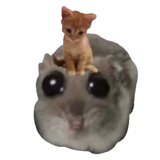 🐱 cat, kitten, flying squirrel, animal, cute, meme telegram sticker