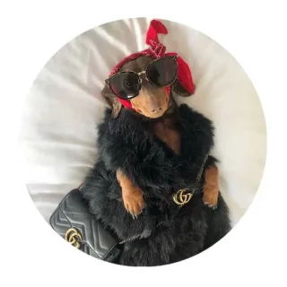 Doxi telegram stickers