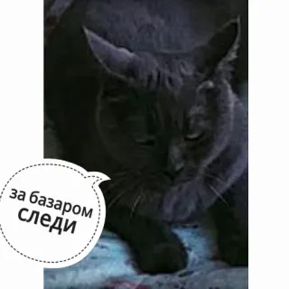 😪 за базаром следи gatto, animale, russo, meme whatsapp sticker