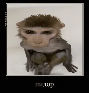 😡 пидор Affe, beleidigend, Schimpfwort telegram sticker
