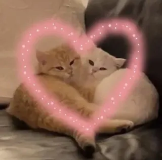 💗 koty, serce, miłość, kocięta, zwierzęta telegram sticker